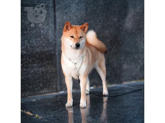 Shiba Inu
